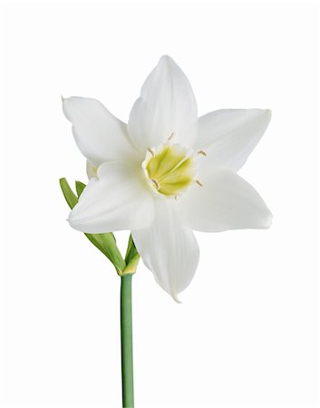 Studio Shot of White and Yellow Color Daffodil Isolated on White Background Stock Photo - Budget Royalty-Free & Subscription, Code: 400-04766689