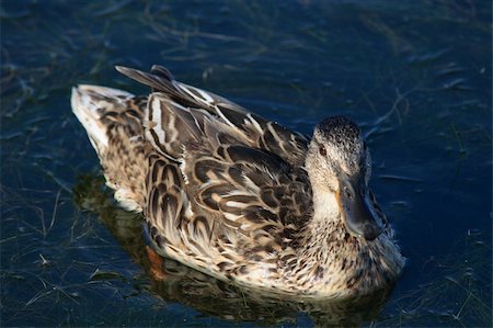 ducking - Single duck tight shot facing to the right Stock Photo - Budget Royalty-Free & Subscription, Code: 400-04766977