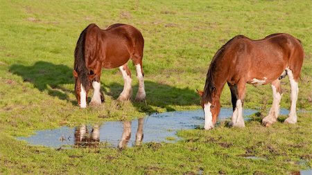 This late afternoon shot of Clydesdale horses was taken in Sonoma, California. Stock Photo - Budget Royalty-Free & Subscription, Code: 400-04766978