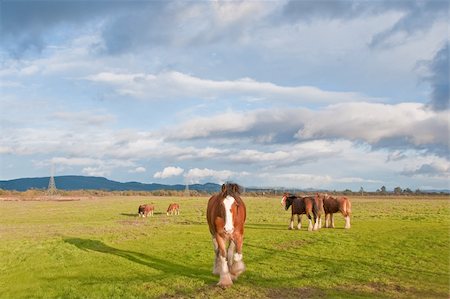 This late afternoon shot of Clydesdale horses was taken in Sonoma, California Stock Photo - Budget Royalty-Free & Subscription, Code: 400-04767127