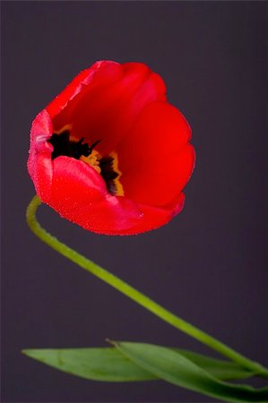 peduncle - tulip Stock Photo - Budget Royalty-Free & Subscription, Code: 400-04767603
