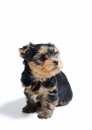 simsearch:400-04185637,k - Cute pretty Yorkshire terrier puppy dog sitting. isolated on white background Stock Photo - Budget Royalty-Free & Subscription, Code: 400-04768756