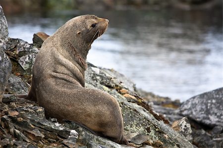 simsearch:400-04533218,k - The brown seal has a rest on stones in Antarctica Stock Photo - Budget Royalty-Free & Subscription, Code: 400-04760144