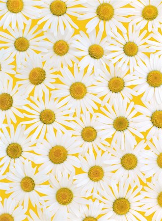 simsearch:400-04808821,k - Fresh daisies over yellow background Foto de stock - Super Valor sin royalties y Suscripción, Código: 400-04761126