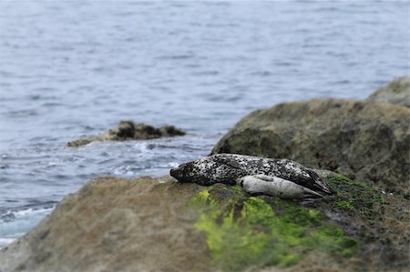simsearch:400-04533218,k - Two gray seals mother and child in California. Stock Photo - Budget Royalty-Free & Subscription, Code: 400-04761377