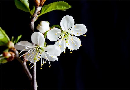 Beautiful flowers blooming cherry on a black background Stock Photo - Budget Royalty-Free & Subscription, Code: 400-04774021