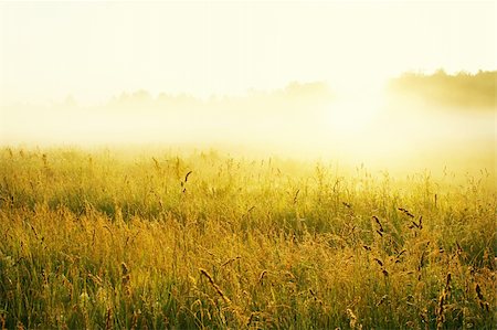 simsearch:400-04597010,k - Misty sunrise over grass Stock Photo - Budget Royalty-Free & Subscription, Code: 400-04774054