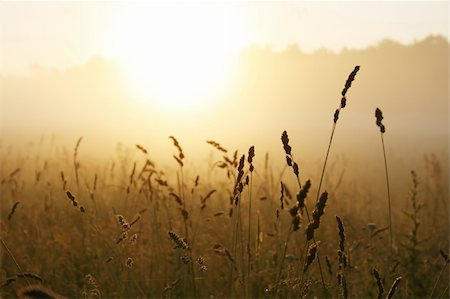 simsearch:400-04597010,k - Misty sunrise over grass Stock Photo - Budget Royalty-Free & Subscription, Code: 400-04774053