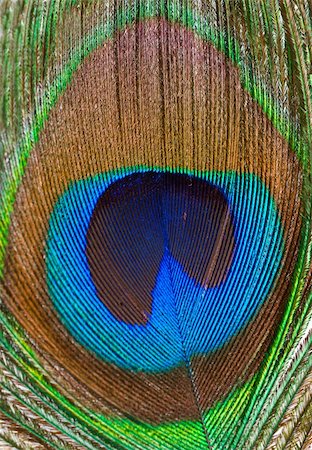 peacock pattern photography - Macro colored iridescent peacock feather closeup background Stock Photo - Budget Royalty-Free & Subscription, Code: 400-04776576