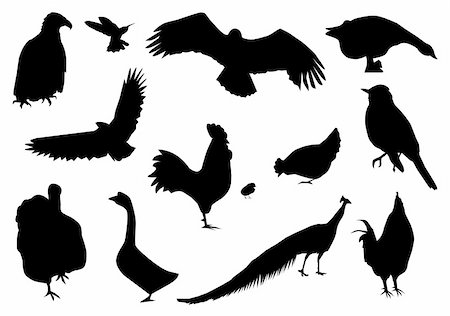 peace silhouette in black - vector illustration of a different birds  silhouettes Stock Photo - Budget Royalty-Free & Subscription, Code: 400-04778104