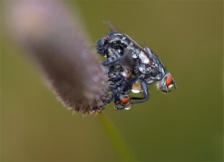 Detail (close-up) of the flies Stock Photo - Budget Royalty-Free & Subscription, Code: 400-04778490