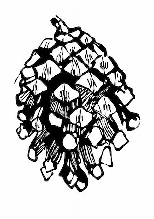 monochrome pen drawing fir-cone Stock Photo - Budget Royalty-Free & Subscription, Code: 400-04778807