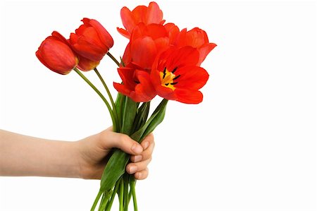 bouquet of tulips in a hand against a white background Foto de stock - Super Valor sin royalties y Suscripción, Código: 400-04779683