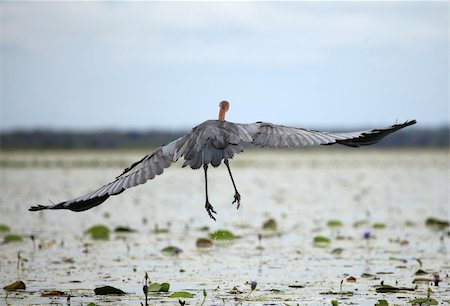 Goliath Heron at the Lake Opeta in Uganda - The Pearl of Africa Stock Photo - Budget Royalty-Free & Subscription, Code: 400-04779916