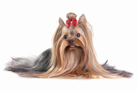 simsearch:400-04185637,k - Yorkshire Terrier in show coat. Isolated on a white background Stock Photo - Budget Royalty-Free & Subscription, Code: 400-04779957