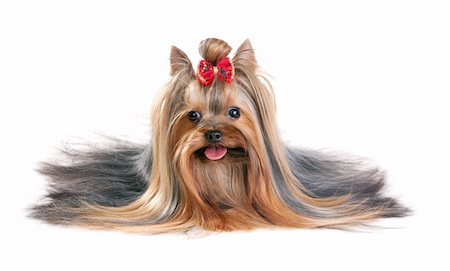 simsearch:400-04185637,k - Yorkshire Terrier in show coat. Isolated on a white background Stock Photo - Budget Royalty-Free & Subscription, Code: 400-04779958