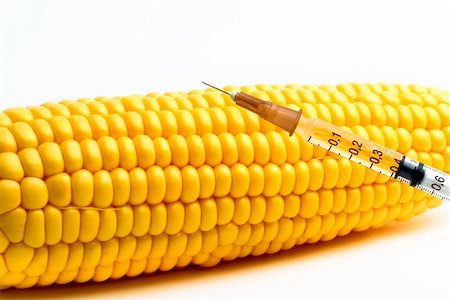 Corn and a syringe, implying it is genetically modified Stock Photo - Budget Royalty-Free & Subscription, Code: 400-04770645