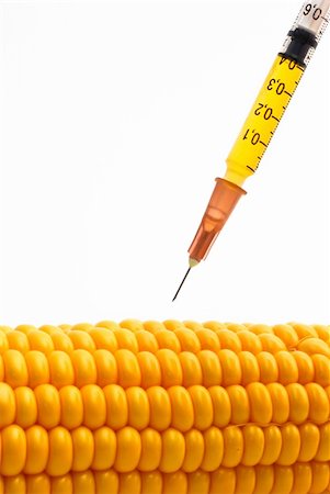 Genetically modified corn concept Foto de stock - Super Valor sin royalties y Suscripción, Código: 400-04770646