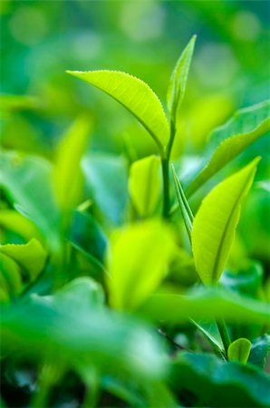 simsearch:400-05905687,k - Close up fresh tea leaves in morning sunlight. Stock Photo - Budget Royalty-Free & Subscription, Code: 400-04771540