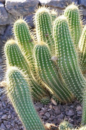 Cactus in the Desert Foto de stock - Super Valor sin royalties y Suscripción, Código: 400-04771928