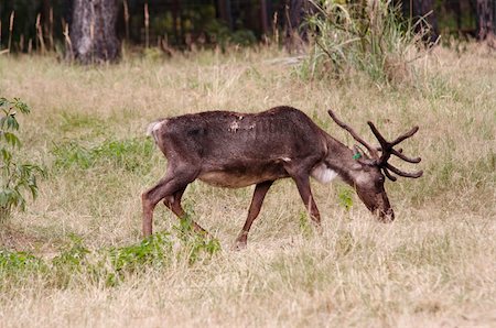 Shot of the cariboo Photographie de stock - Aubaine LD & Abonnement, Code: 400-04772944