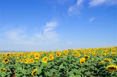 simsearch:400-04996406,k - field of sunflowers Stock Photo - Budget Royalty-Free & Subscription, Code: 400-04773516