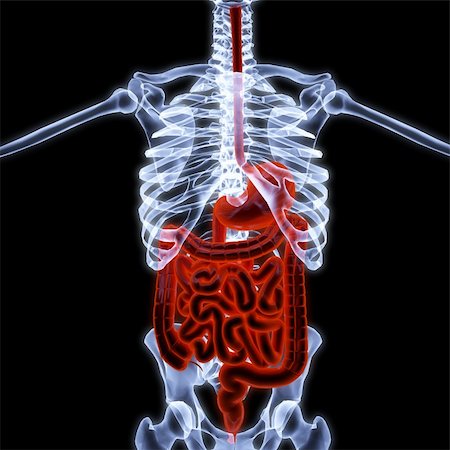 stomach xray - human entrails under X-rays. 3d render. Stock Photo - Budget Royalty-Free & Subscription, Code: 400-04784385
