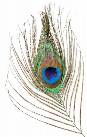 peacock pattern photography - Peacock feather isolated on a white background Stock Photo - Budget Royalty-Free & Subscription, Code: 400-04784518