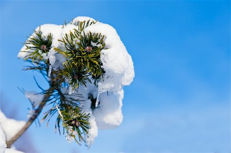 simsearch:400-05271081,k - A pine branch covered in snow Photographie de stock - Aubaine LD & Abonnement, Code: 400-04784901