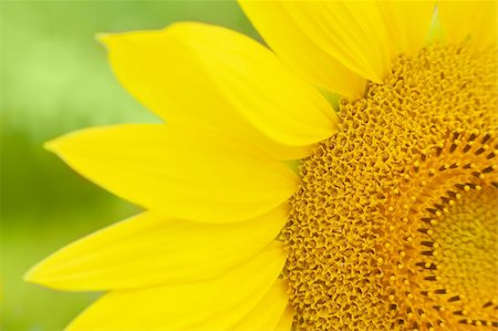 simsearch:400-05671297,k - Sunflower Stock Photo - Budget Royalty-Free & Subscription, Code: 400-04785182