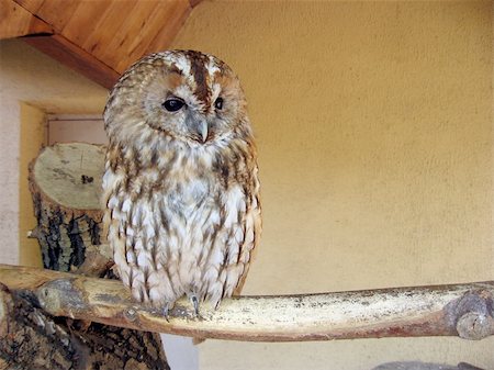 Small tawny owl at the Moscow zoo Stock Photo - Budget Royalty-Free & Subscription, Code: 400-04785685