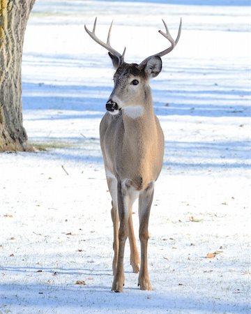 deer snow - A whitetail deer buck standing in winter snow. Stock Photo - Budget Royalty-Free & Subscription, Code: 400-04785898