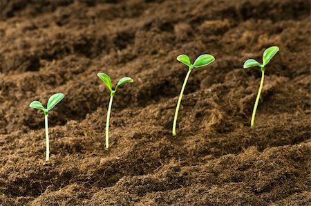 seed growing in soil - Green seedling illustrating concept of new life Stock Photo - Budget Royalty-Free & Subscription, Code: 400-04786149