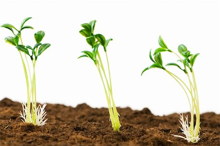 simsearch:400-04619587,k - Green seedling illustrating concept of new life Stock Photo - Budget Royalty-Free & Subscription, Code: 400-04786156