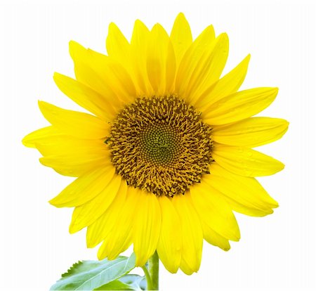 simsearch:400-05671297,k - Yellow sunflower isolated on white Stock Photo - Budget Royalty-Free & Subscription, Code: 400-04787040