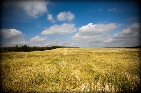 Wheaten field and the blue sky Stock Photo - Budget Royalty-Free & Subscription, Code: 400-04787366