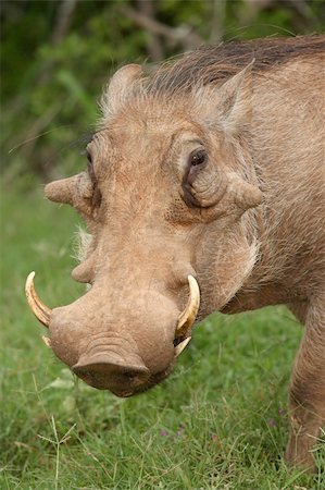 Warthog with ugly face and big sharp tusks Stock Photo - Budget Royalty-Free & Subscription, Code: 400-04787671