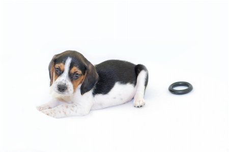 Cute tricolor beagle puppy laying isolated over white background Stock Photo - Budget Royalty-Free & Subscription, Code: 400-04788694