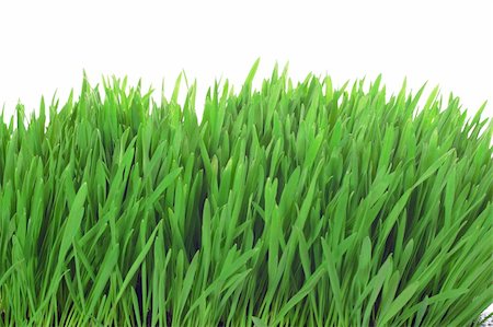 simsearch:400-05362449,k - grass isolated photo on the white background Stock Photo - Budget Royalty-Free & Subscription, Code: 400-04789619