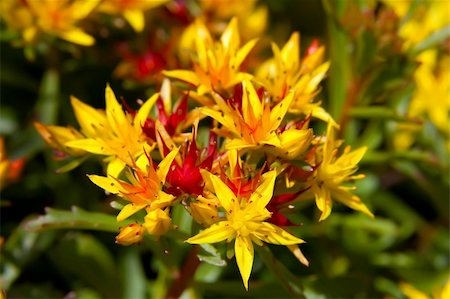 sedum - This image shows a macro from a stonecrop Stock Photo - Budget Royalty-Free & Subscription, Code: 400-04780309