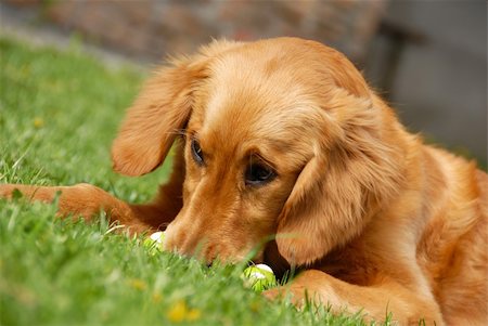 simsearch:400-04312760,k - golden retriever young dog portrait outdoor on grass Stock Photo - Budget Royalty-Free & Subscription, Code: 400-04781644