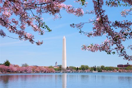 Cherry blossom and Washington monument over lake, Washington DC. Stock Photo - Budget Royalty-Free & Subscription, Code: 400-04782240