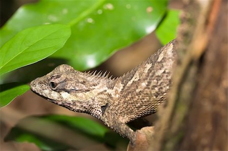 simsearch:400-05181065,k - Lizard on the tree close-up Stock Photo - Budget Royalty-Free & Subscription, Code: 400-04783084