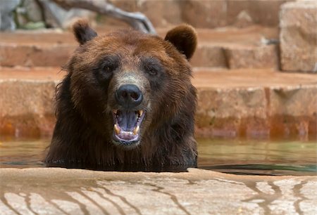 Grizzly Bear Stock Photo - Budget Royalty-Free & Subscription, Code: 400-04783158