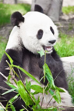 simsearch:400-08154053,k - Feeding time. Giant panda eating bamboo leaf Stock Photo - Budget Royalty-Free & Subscription, Code: 400-04783414