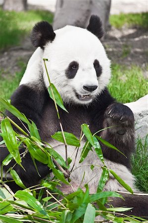 simsearch:400-08154053,k - Giant panda is eating green bamboo leaf Stock Photo - Budget Royalty-Free & Subscription, Code: 400-04783415