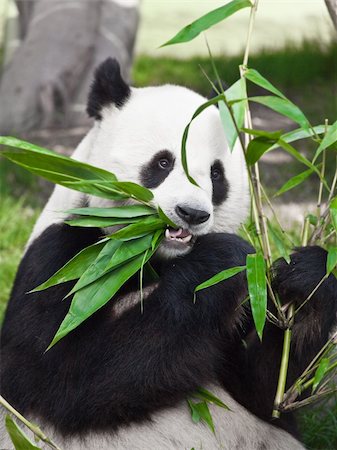 simsearch:400-08154053,k - Giant panda is eating green bamboo leaf Stock Photo - Budget Royalty-Free & Subscription, Code: 400-04783412