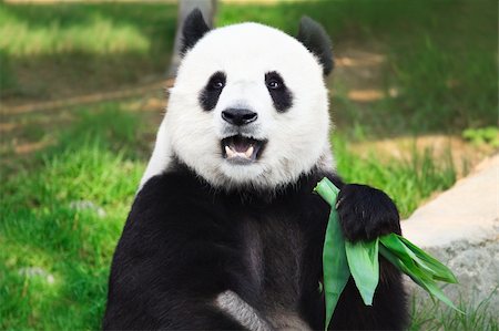 simsearch:400-08154053,k - Giant panda is eating green bamboo leaf Stock Photo - Budget Royalty-Free & Subscription, Code: 400-04783413