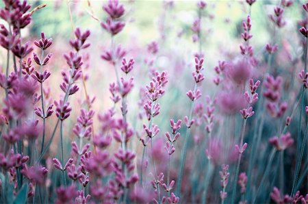 This photograph represent detail of a lavender field. Stock Photo - Budget Royalty-Free & Subscription, Code: 400-04794229