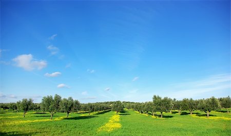 simsearch:400-04794343,k - Olives tree in green field at soutt region of Portugal. Stock Photo - Budget Royalty-Free & Subscription, Code: 400-04794343